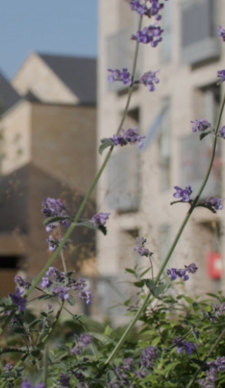 Mill Road flowers